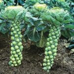 Brussel Sprouts