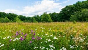 Nature restoration – Wild Oxfordshire