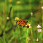 Butterfly meadow Unsplash 1024x536