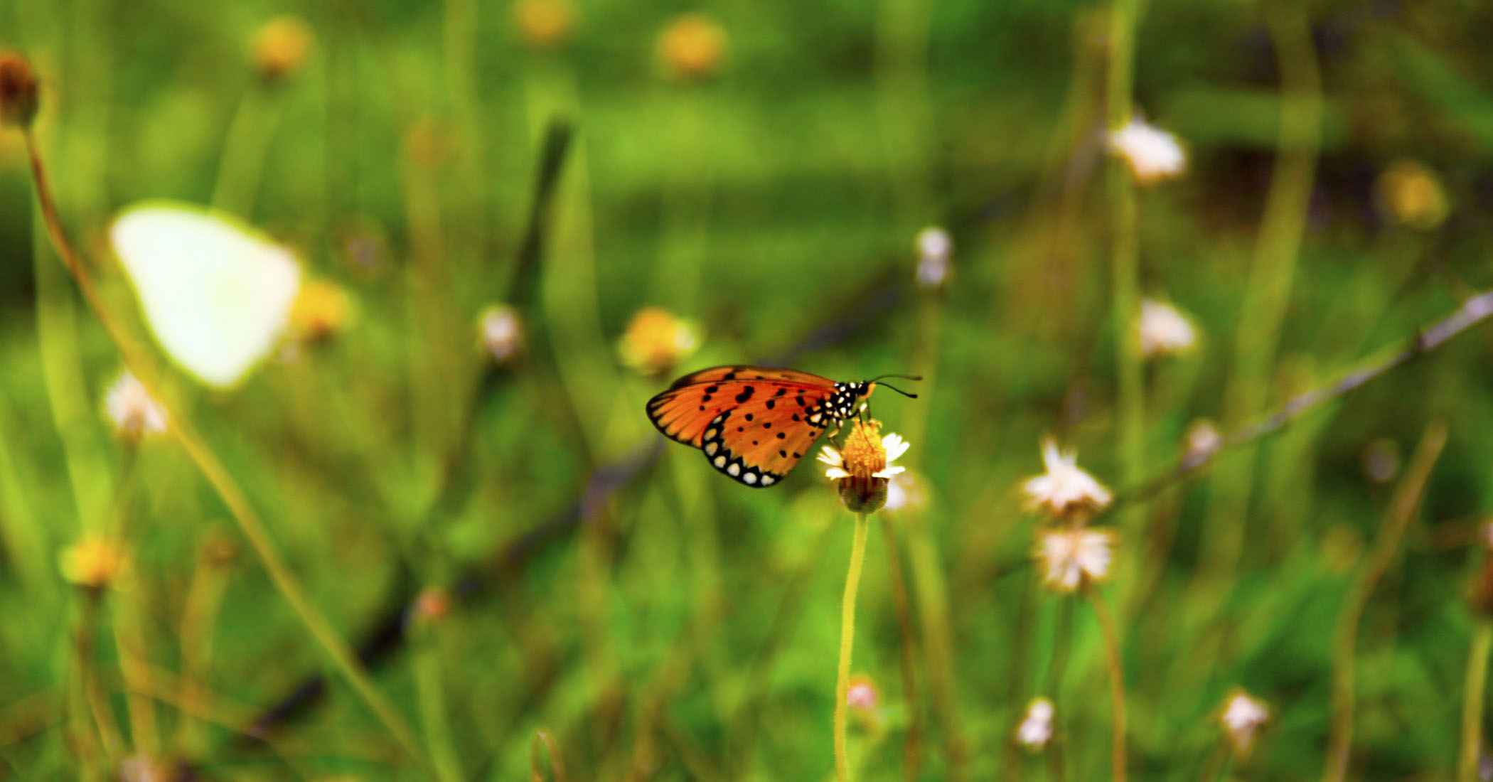 Butterfly meadow Unsplash 1024x536
