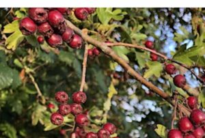 Hedgerows – Hedgerow Management & Survey Workshop