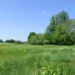 Rycote Meadow 2
