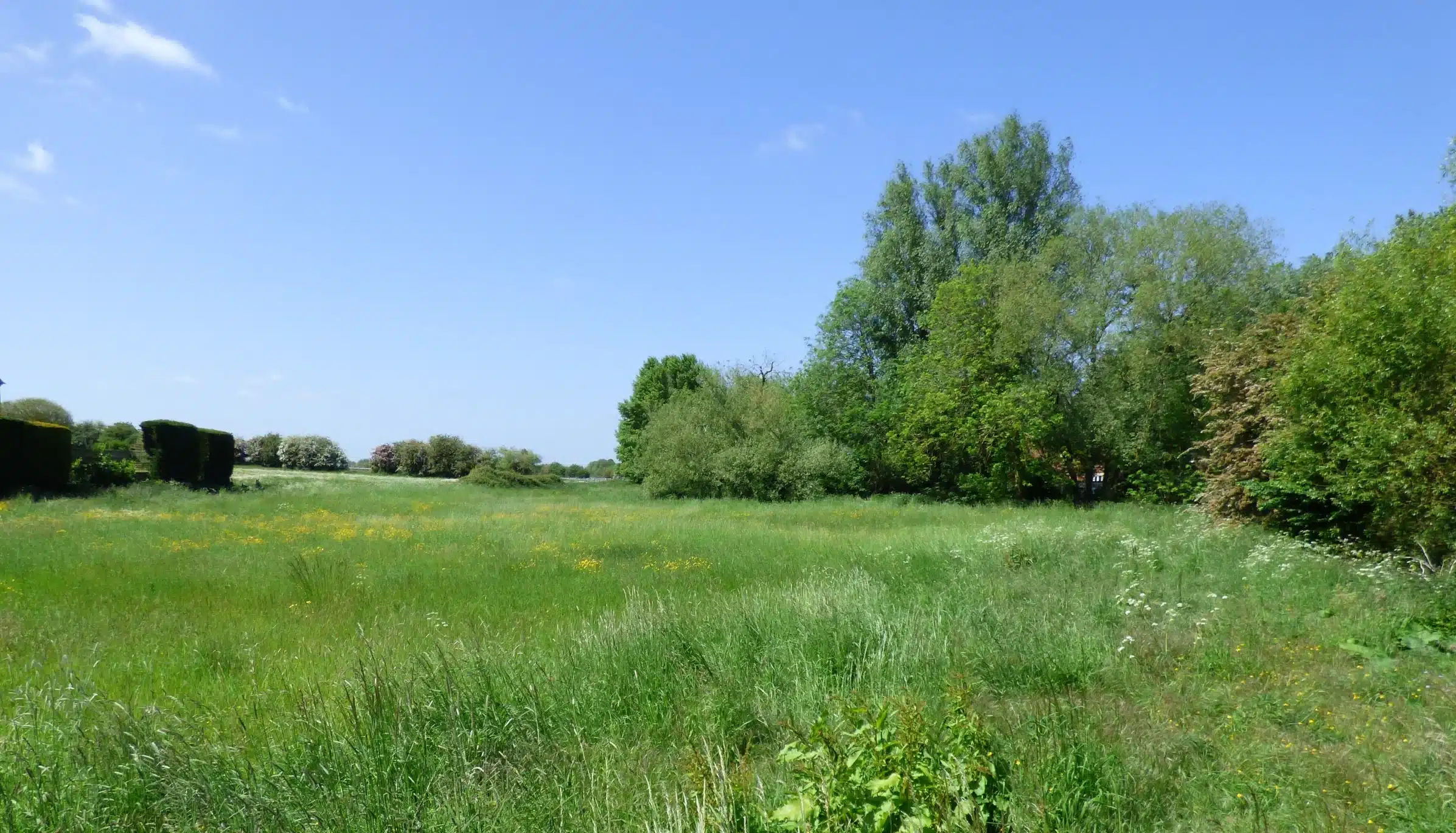 Rycote Meadow 2