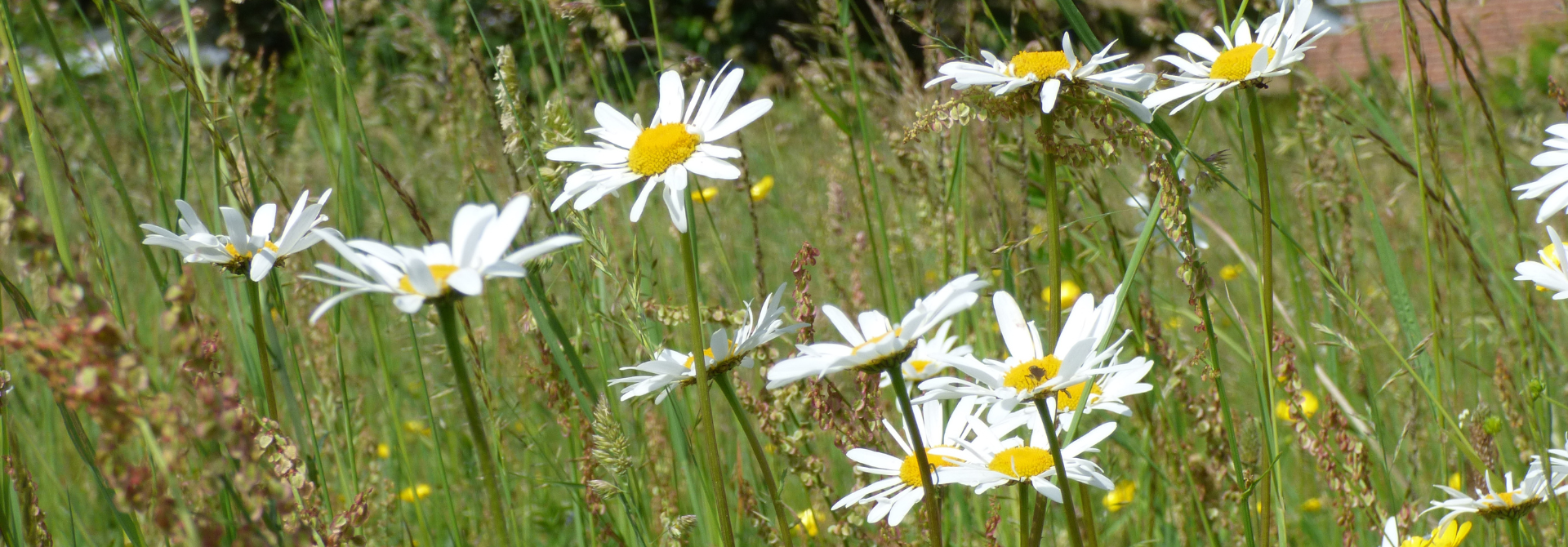 Open Spaces, Green Routes and Biodiversity
