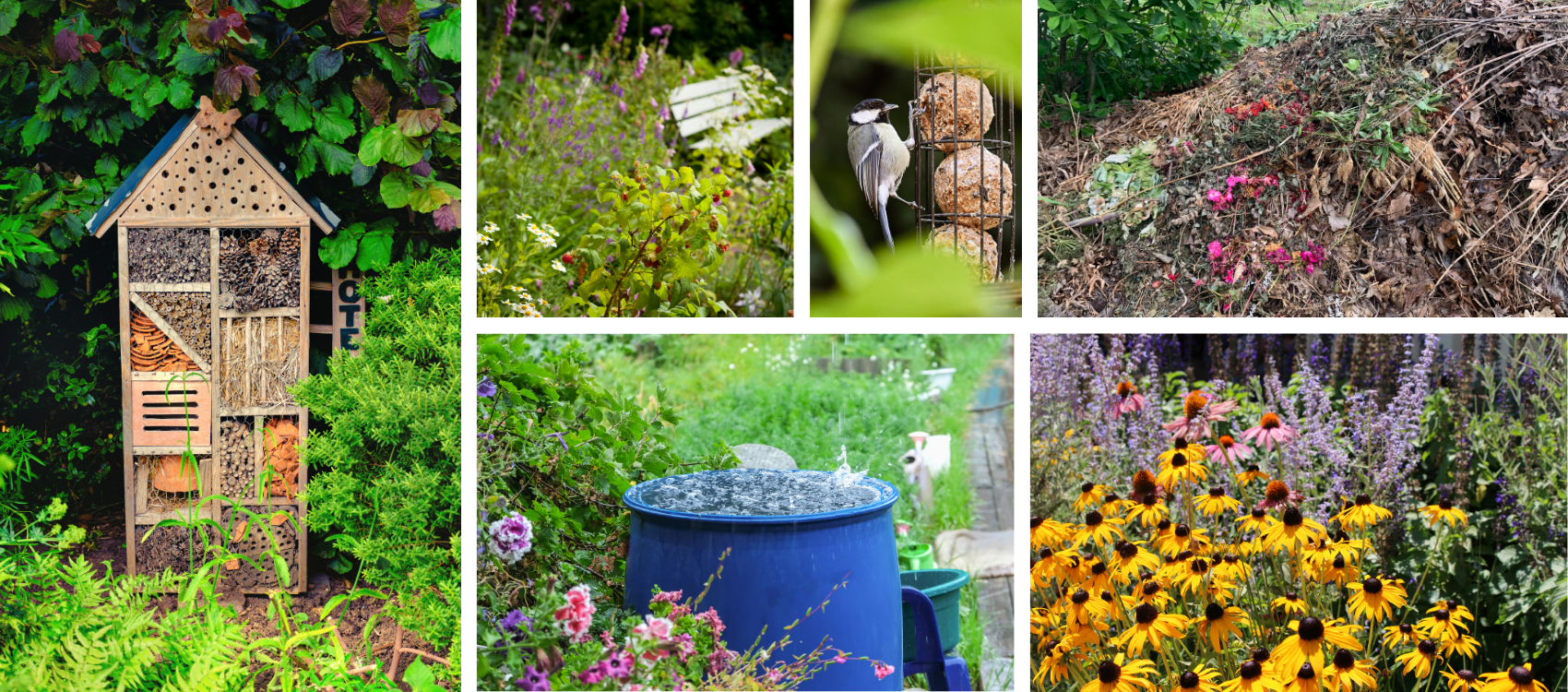 Thame and Chinnor Wild Gardens
