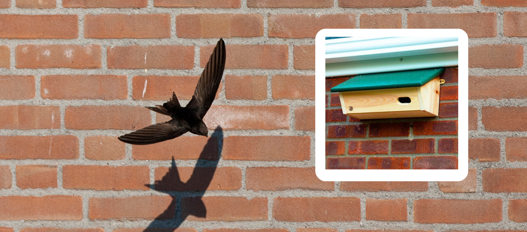 Swift Nest Brick Project
