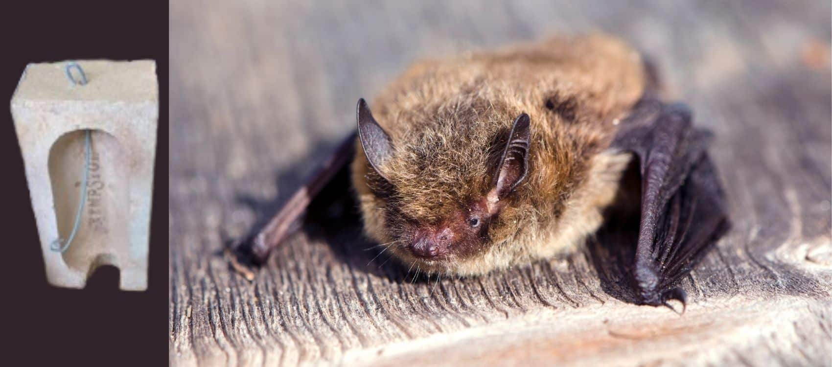 Bat brick