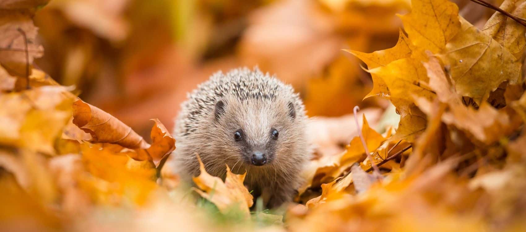 Hedgehog in leaves