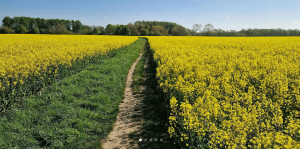 Midsummer walk